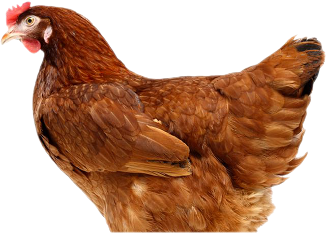 Rooster